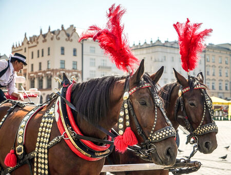 Decorated horses in Krakowのeditorial素材