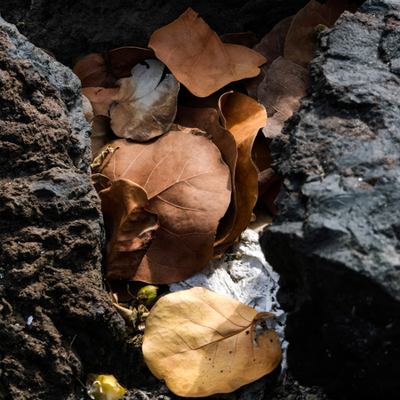 Dead leaves trapped between rocks in Tenerifeの写真素材