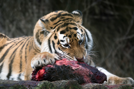 Siberian Tiger (Panthera tigris altaica)の写真素材