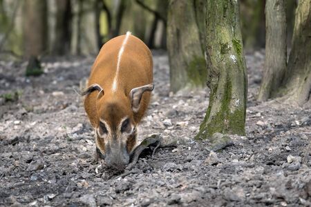 Red River Hog (Potamochoerus porcus)の写真素材