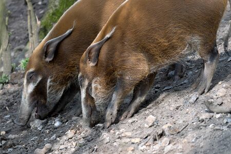 Red River Hog (Potamochoerus porcus)の写真素材