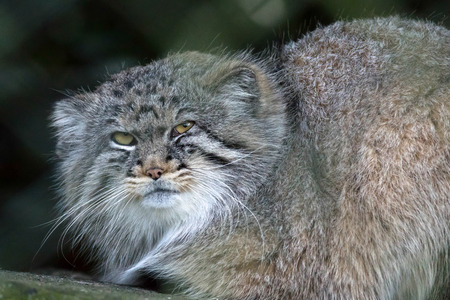 Pallas's cat (Otocolobus manul)の写真素材