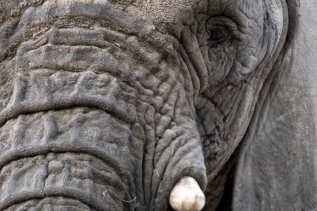 African Elephant (Loxodonta)