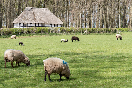 View of Abernodwydd Farmhouse at St Fagans National History Museumのeditorial素材