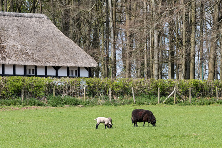 View of Abernodwydd Farmhouse at St Fagans National History Museumのeditorial素材