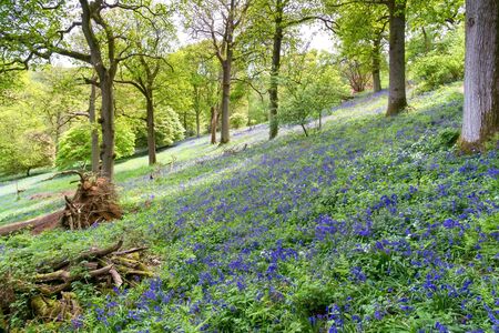 Bluebells in Full Bloomの写真素材