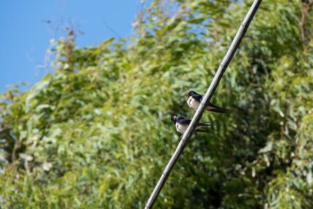 Barn Swallow (Hirundo rustica)