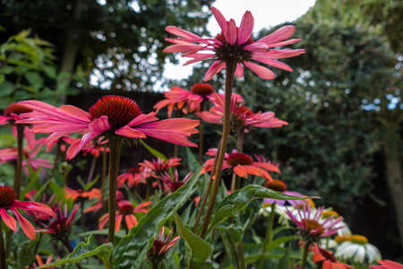 Red Echinacea Flowersの写真素材