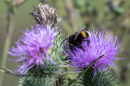 Bee on a Thistleの写真素材