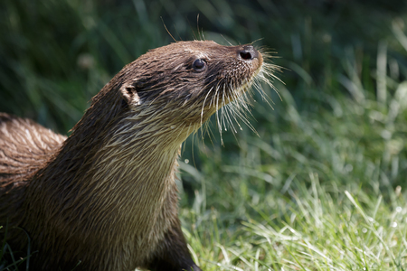 Eurasian Otter (Lutra lutra)の写真素材