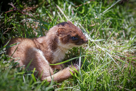 Stoat (Mustela erminea)の写真素材