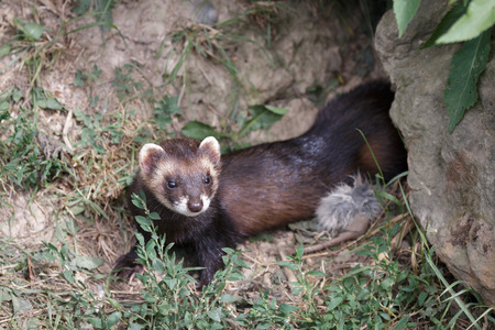 European Polecat (mustela putorius)の写真素材