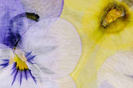 Pressed Flowers Abstractの写真素材