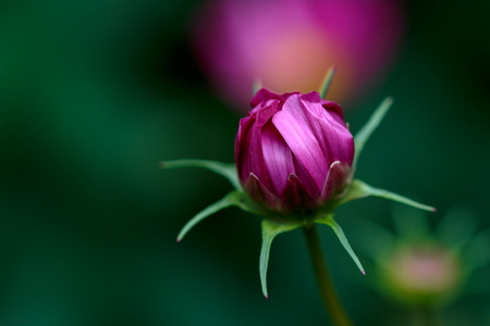 Cosmos Flower Budの写真素材