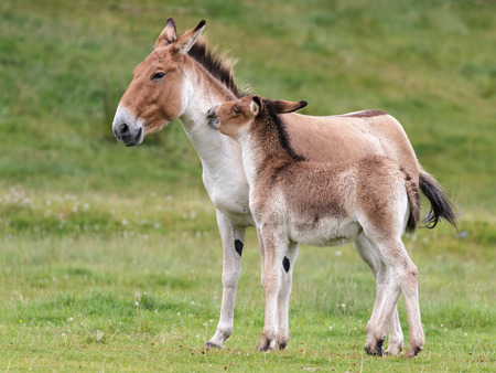 Przewalski Horse (Equus ferus przewalskii)の写真素材