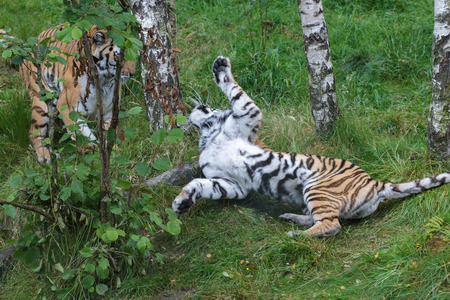 Siberian Tiger (Panthera tigris altaica) or Amur Tigerの写真素材