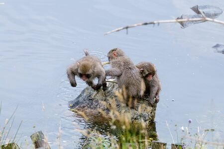 Japanese Macaque (Macaca fuscata) or Snow Monkeyの写真素材