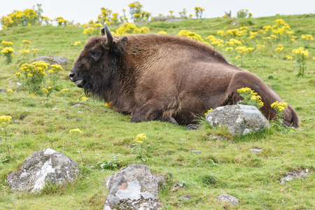 European Bison (Bison bonasus)の写真素材