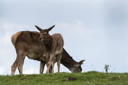 Thorold's Deer (Cervus albirostris) or White-Lipped Deerの写真素材