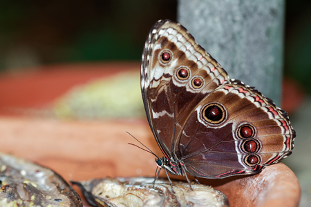 Blue Morpho Butterfly ( morpho peleides) feeding on some rotting fruitの写真素材