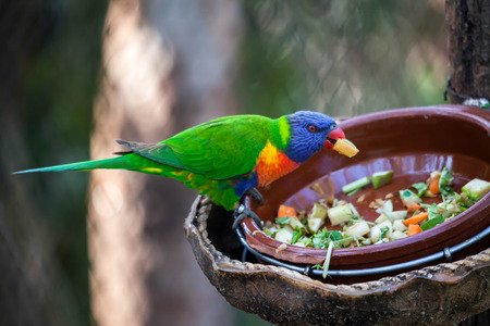 Rainbow Lorikeet eatingの写真素材