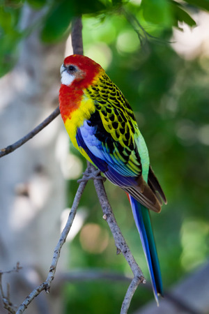 Male Eastern Rosella Parakeet (Platycercus eximius)の写真素材