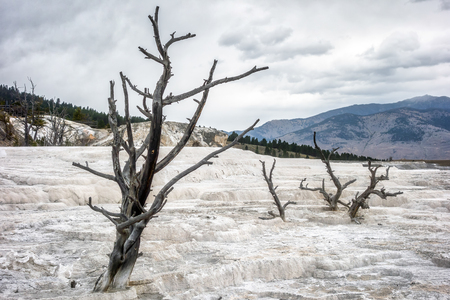 Dead Trees at Mammoth Hot Springsの写真素材