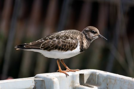 Ruddy Turnstone (Arenaria interpres)の写真素材