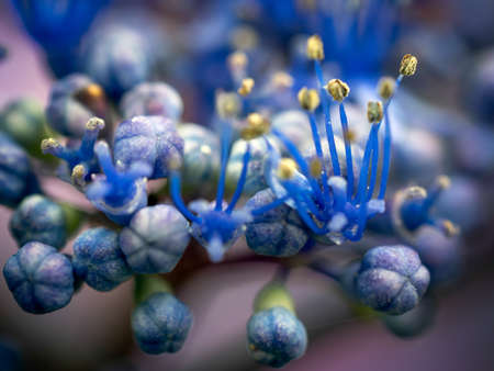 Blue Hydrangea Budsの写真素材