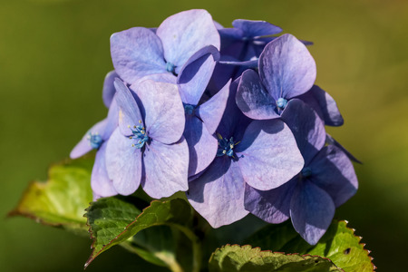 Blue Hydrangea in Full Bloomの写真素材