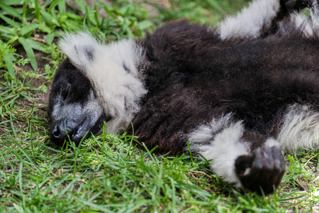 Black-and-White Ruffed Lemur (Varecia variegata)の写真素材