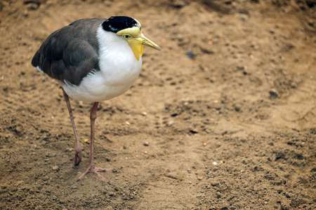 Masked Lapwing (Vanellus miles) at the Bioparc Fuengirolaの写真素材