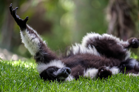 Black-and-White Ruffed Lemur (Varecia variegata)の写真素材