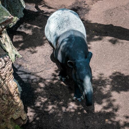 Malayan Tapir (Tapirus indicus) at the Bioparc in Fuengirola