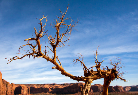 Tree with Legs in Monument Valleyの写真素材