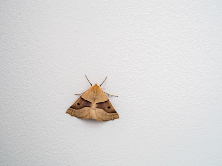 Scalloped Oak (Crocallis elinguaria) Mothの写真素材