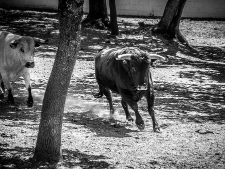 Bulls Running at a Farm near Rondaの写真素材