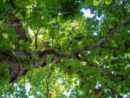 Backlit Oak Tree in Ket