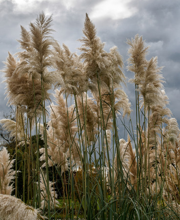 Pampas Grass in full bloomの写真素材