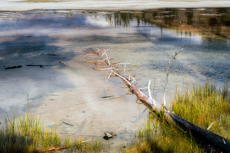 Dead Trees in the Grand Prismatic Springのeditorial素材