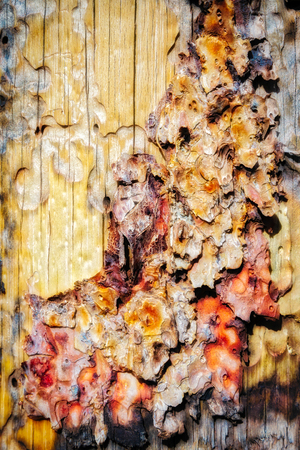 Dead Tree Bark Abstract in Monument Valleyの写真素材
