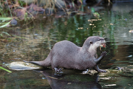 Asian Small-clawed Otter (Aonyx cinerea syn. Amblonyx cinereus)の写真素材