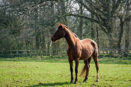 Thoroughbred Horse Enjoying the Spring Sunshineの写真素材