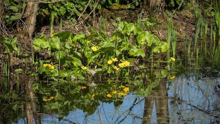 Marsh Marigold (Caltha palustris) Flowering in Springtimeの写真素材