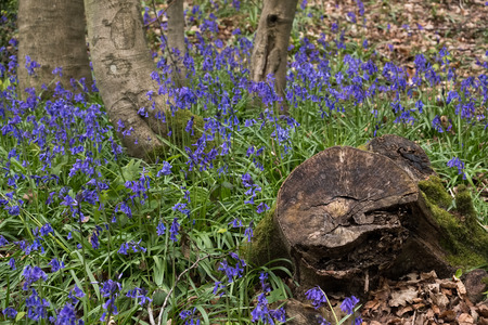 Bluebells in Staffhurst Woods near Oxted Surrey