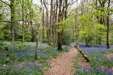 Bluebells in Staffhurst Woods near Oxted Surreyの写真素材