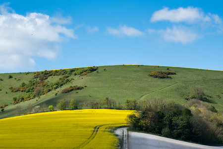 Rapeseed in the Rolling Sussex Countrysideの写真素材