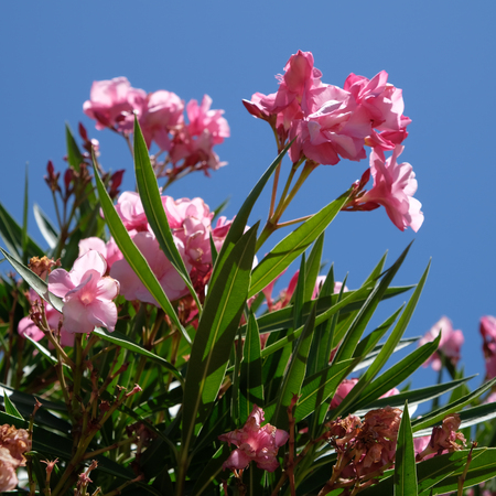 Nerium Oleander Double Pink Cultivarの写真素材