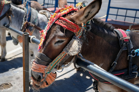 MIJAS, ANDALUCIA/SPAIN - JULY 3 : Donkey Taxi in Mijas AndalucÃ­a Spain on July 3, 2017のeditorial素材