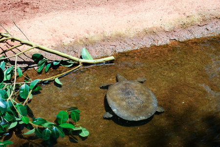 FUENGIROLA, ANDALUCIA/SPAIN - JULY 4 : Turtle in the Bioparc Fuengirola Costa del Sol Spain on July 4, 2017のeditorial素材